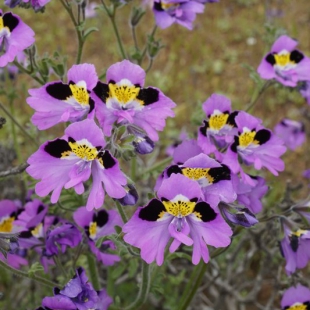 Schizanthus littoralis